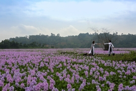 Vẻ đẹp hoa lục bình trong lòng hồ Đồng Tuyển