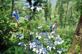 Ngắm hoa rừng trên đường chinh phục núi Lảo Thẩn